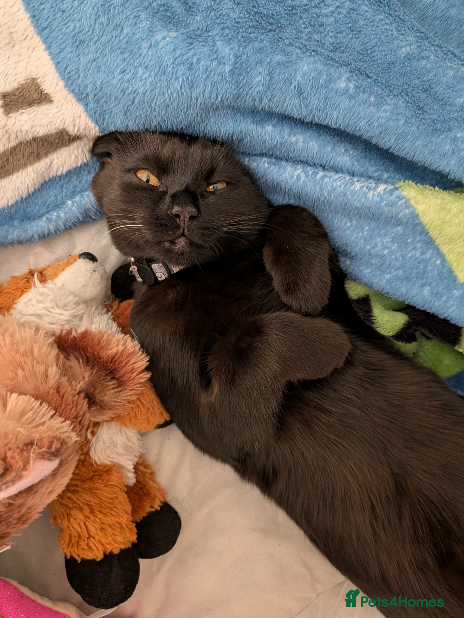 Mixed Breed cats Truffles black kitten  - Advert 18