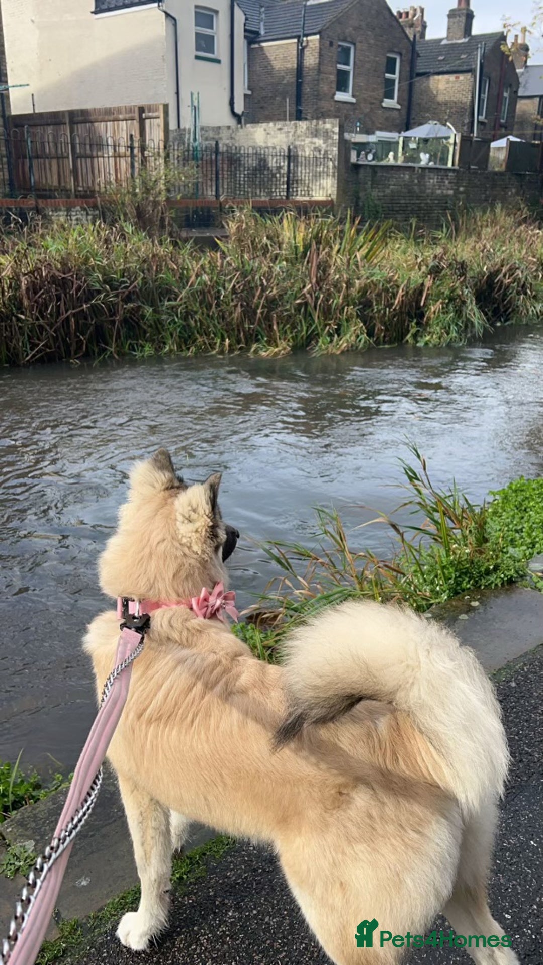 Mixed Breed dogs for sale: Akita x German Shepard male and female  - Advert 8