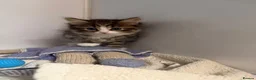 Mixed Breed cats for sale: Chocolate box kittens! - Advert 9