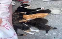 British Longhair cats for sale: Kitten - Image 1
