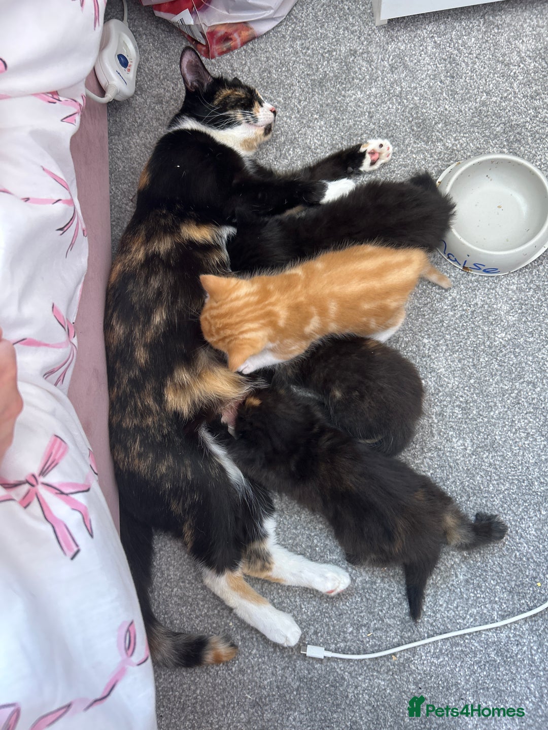 British Longhair cats for sale: Kitten - Image 1