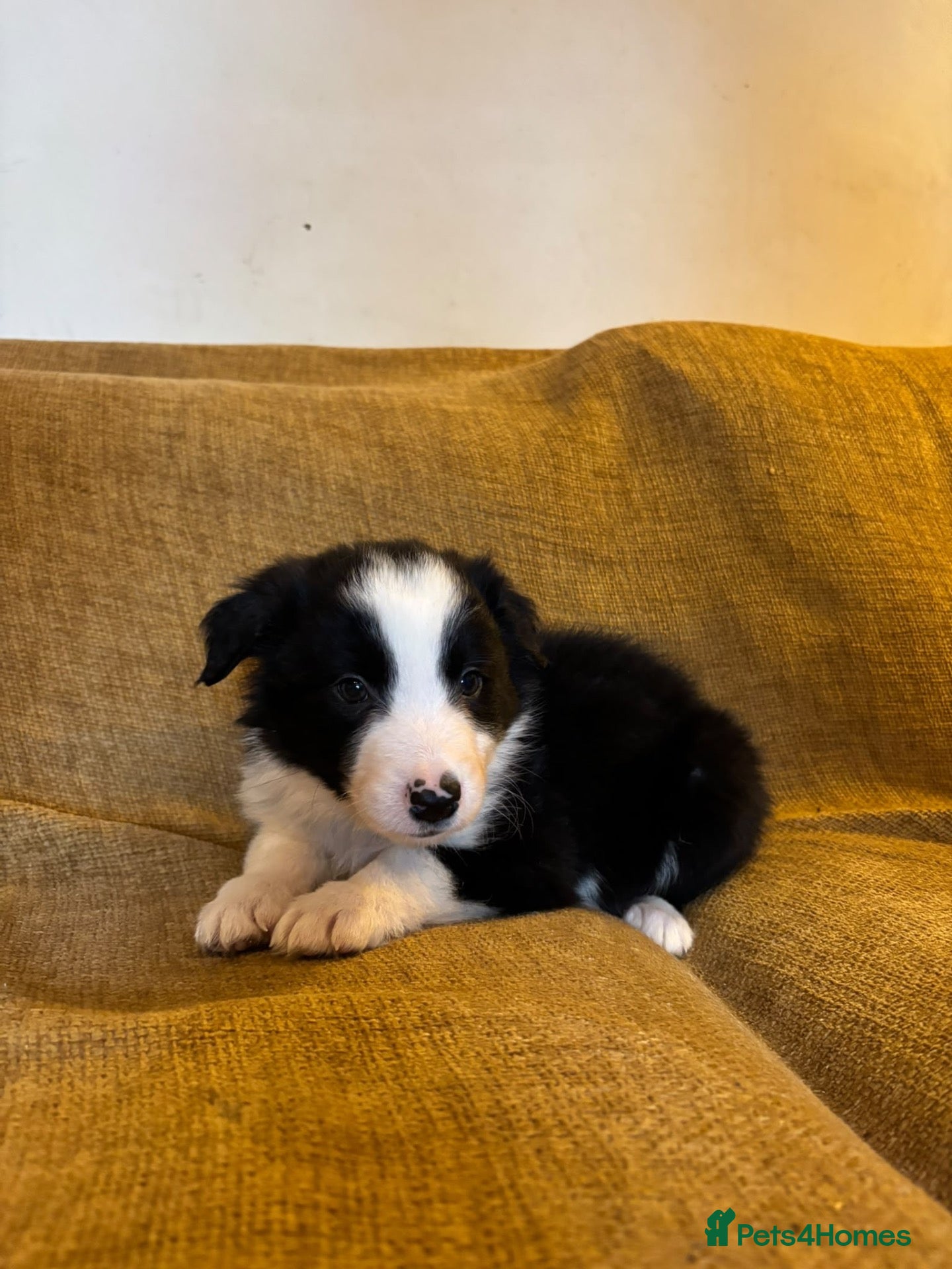 Border Collie dogs for sale: Fully health tested collie pups  - Advert 1