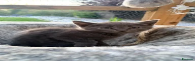 Maine Coon 2