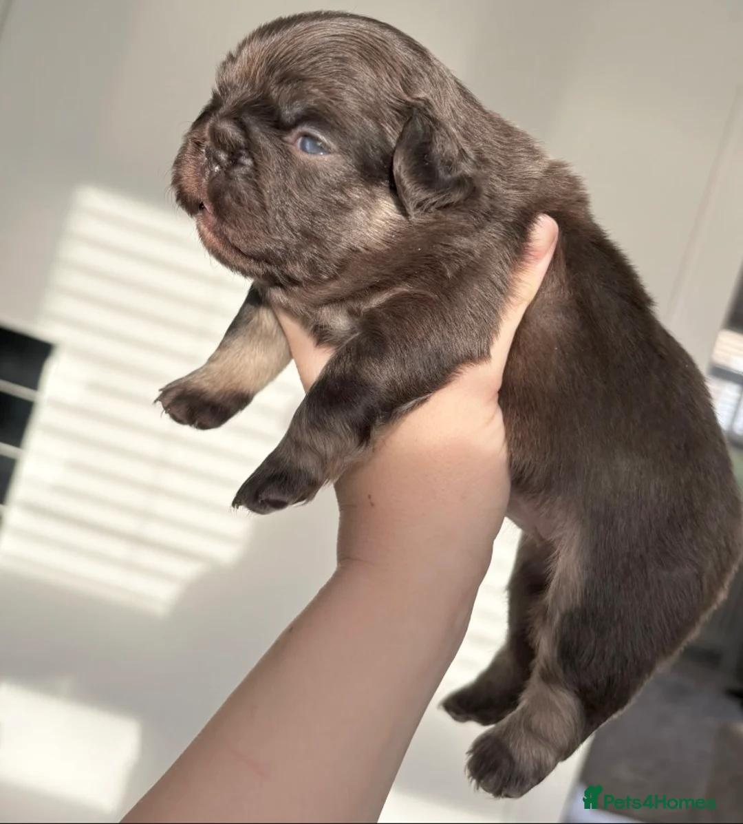 French Bulldog dogs for sale: FLUFFY FRENCH BULLDOG & FLUFFY CARRIER PUPPIES  - Advert 3