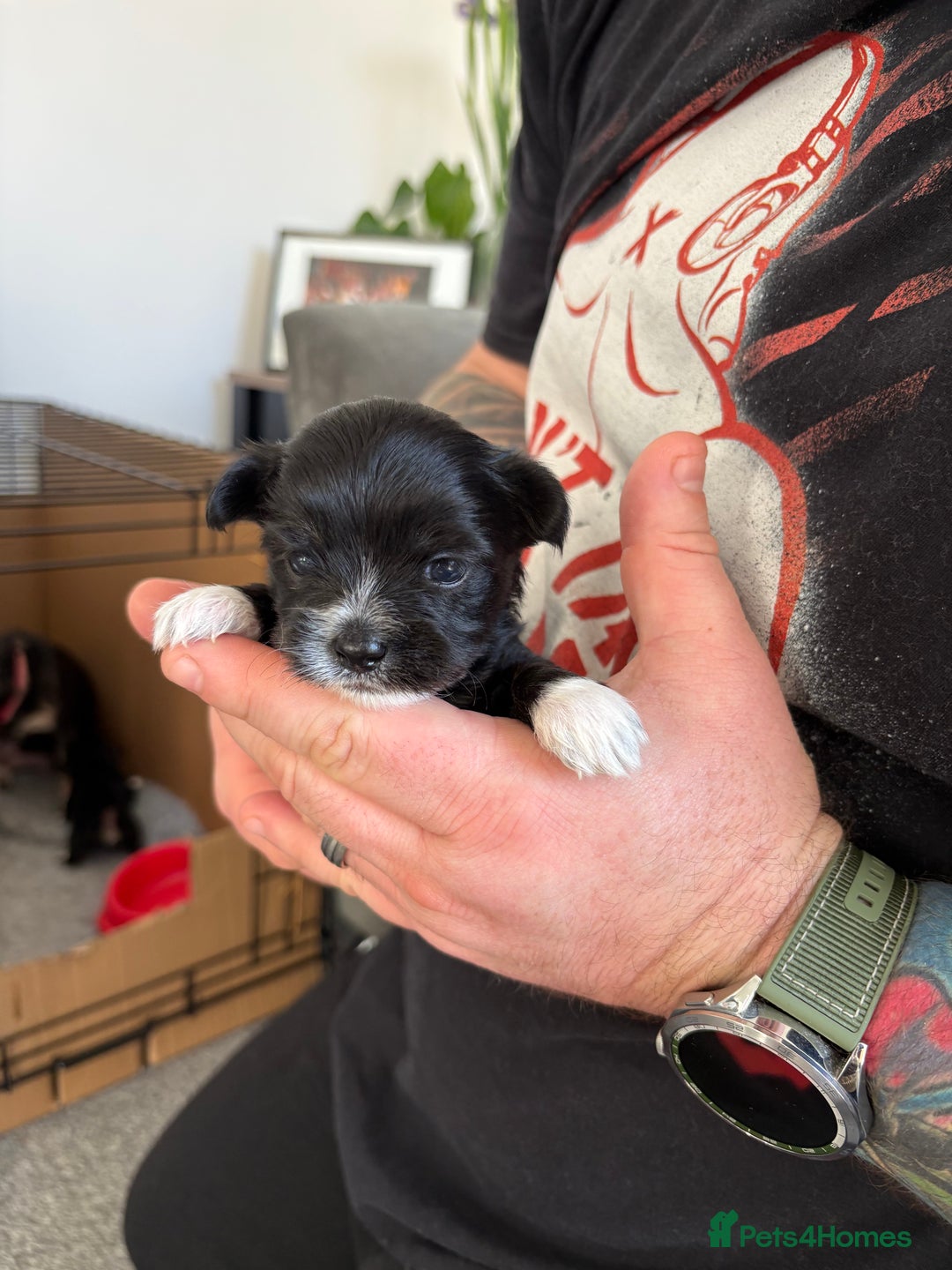 Mixed Breed dogs for sale: 5 health tested chihuahua x Lhasa female puppies - Advert 3