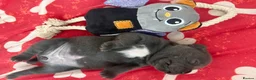 Staffordshire Bull Terrier dogs for sale: Beautiful chunky blue staffordshire female - Advert 6