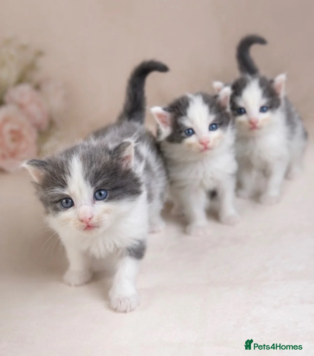 Ragdoll cats for sale: Adorable Ragdoll Cross Kittens– Fluffy - Advert 2