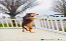 Mixed Breed dogs for sale: Beautiful family dog - Image 2