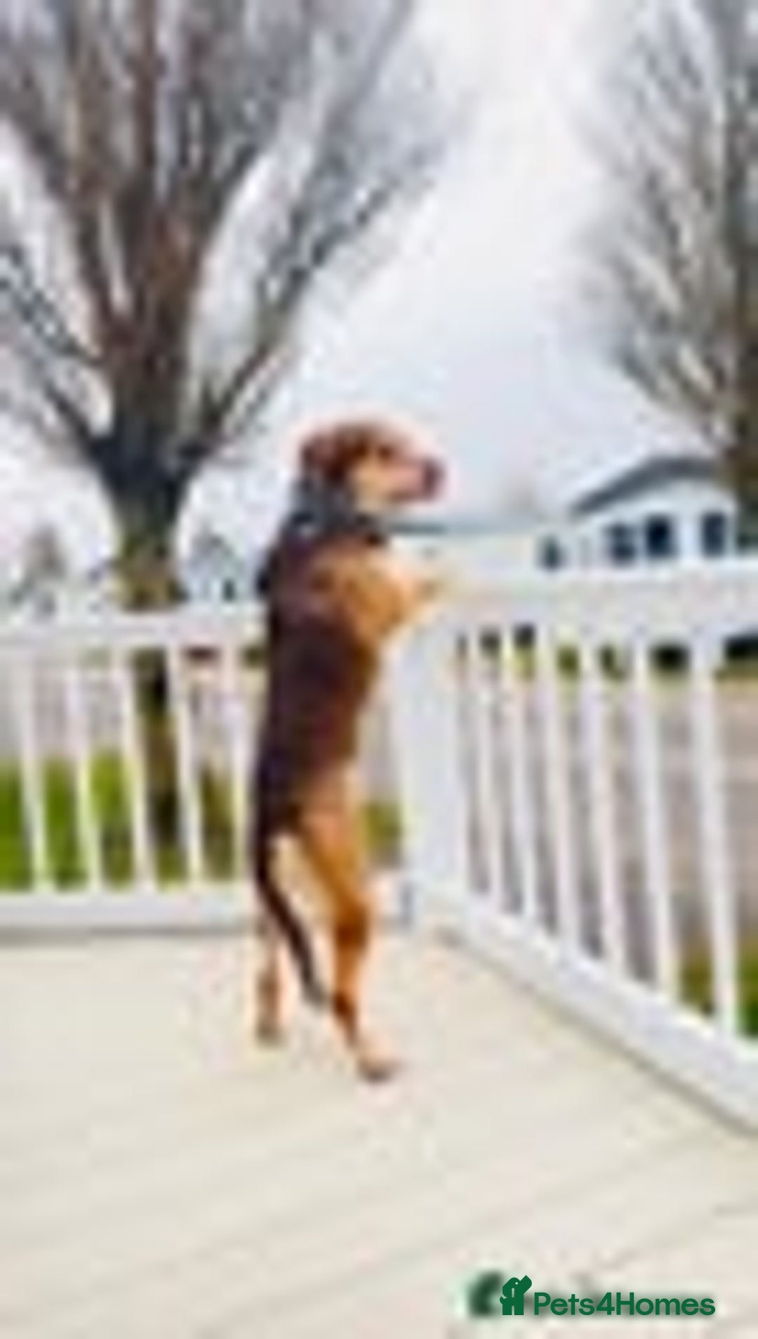 Mixed Breed dogs for sale: Beautiful family dog - Image 2