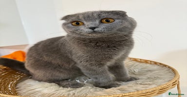 Scottish Fold cats - Advert 8