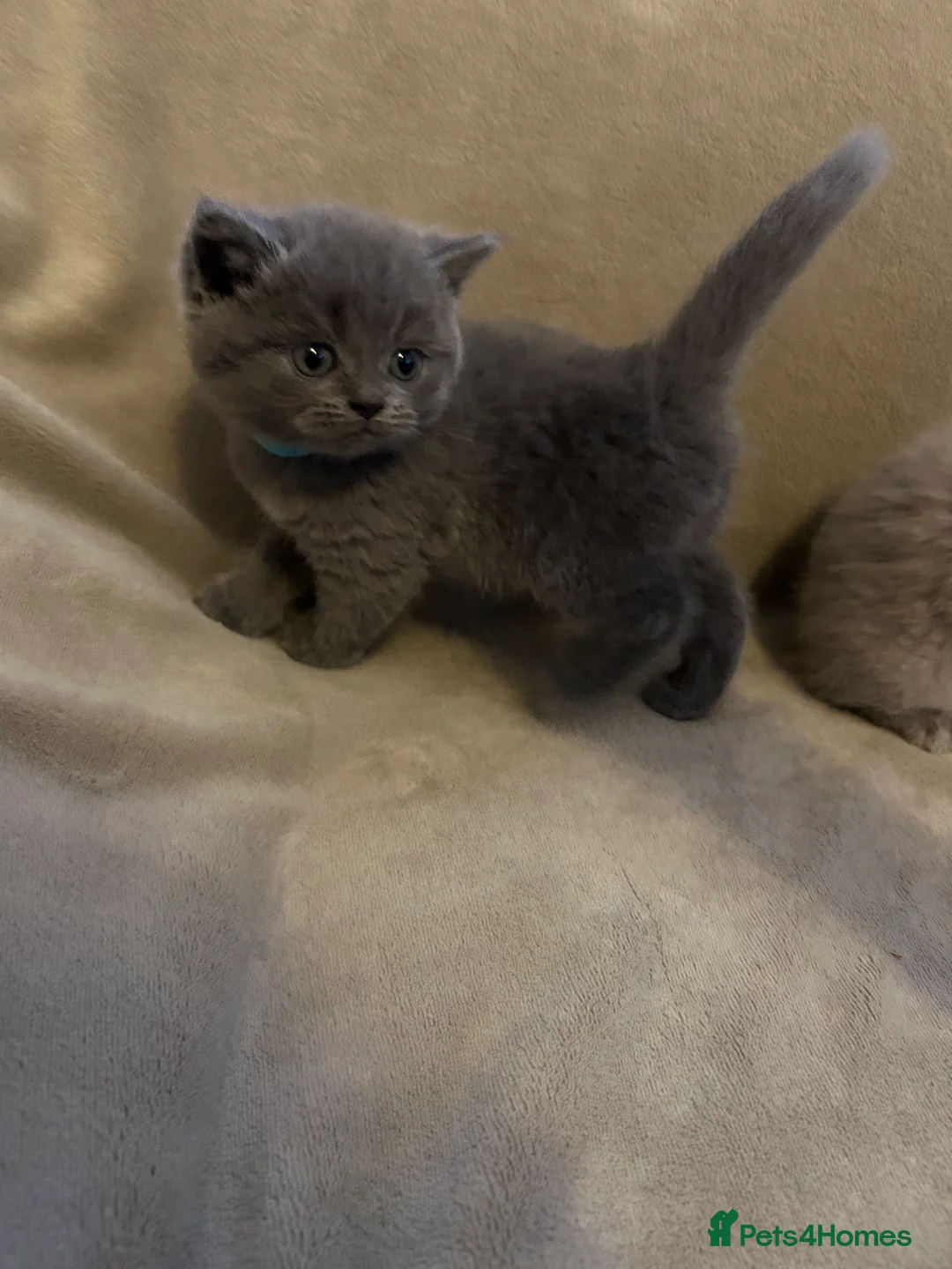 British Shorthair cats for sale: Beautiful British shorthair kittens - Advert 14