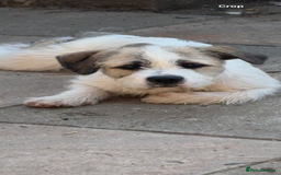 Mixed Breed dogs for sale: American bull X shitzu - Image 4