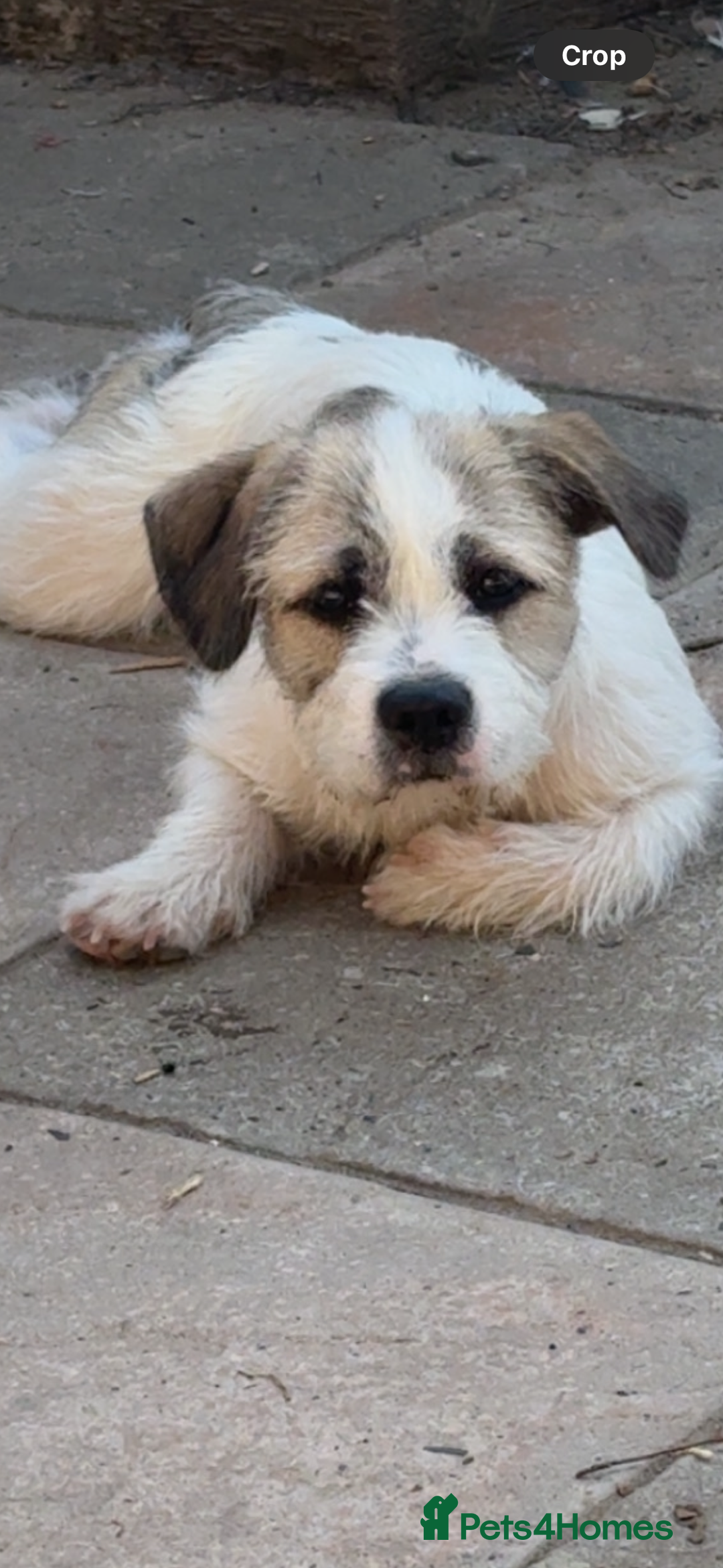 Mixed Breed dogs for sale: American bull X shitzu - Image 4