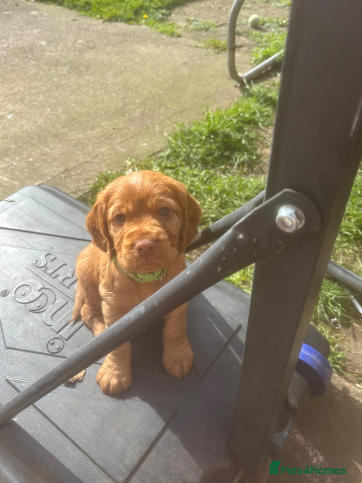 Cocker Spaniel dogs Beautiful KC Reg. Working Cocker Spaniels  - Advert 3
