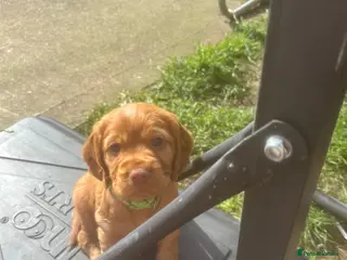 Cocker Spaniel dogs Beautiful KC Reg. Working Cocker Spaniels - Advert 3