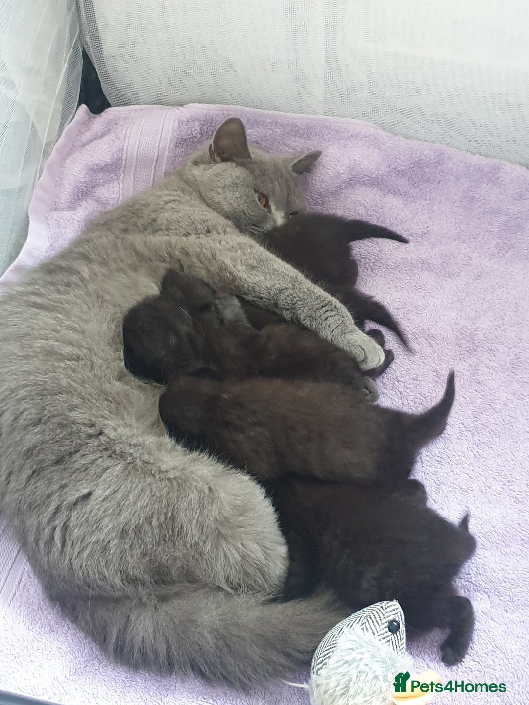 British Shorthair cats for sale: 2 female kittens - Advert 1