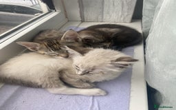 Mixed Breed cats for sale: Last little girl wanting forever home - Advert 5