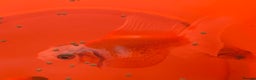 Goldfish fish for sale: 4 fishes check description for me detailed - Advert 1