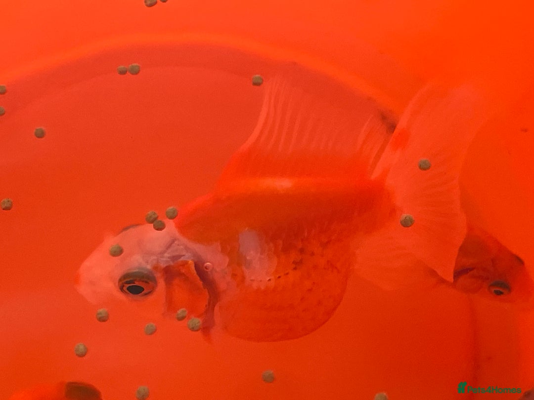 Goldfish fish for sale: 4 fishes check description for me detailed - Advert 1