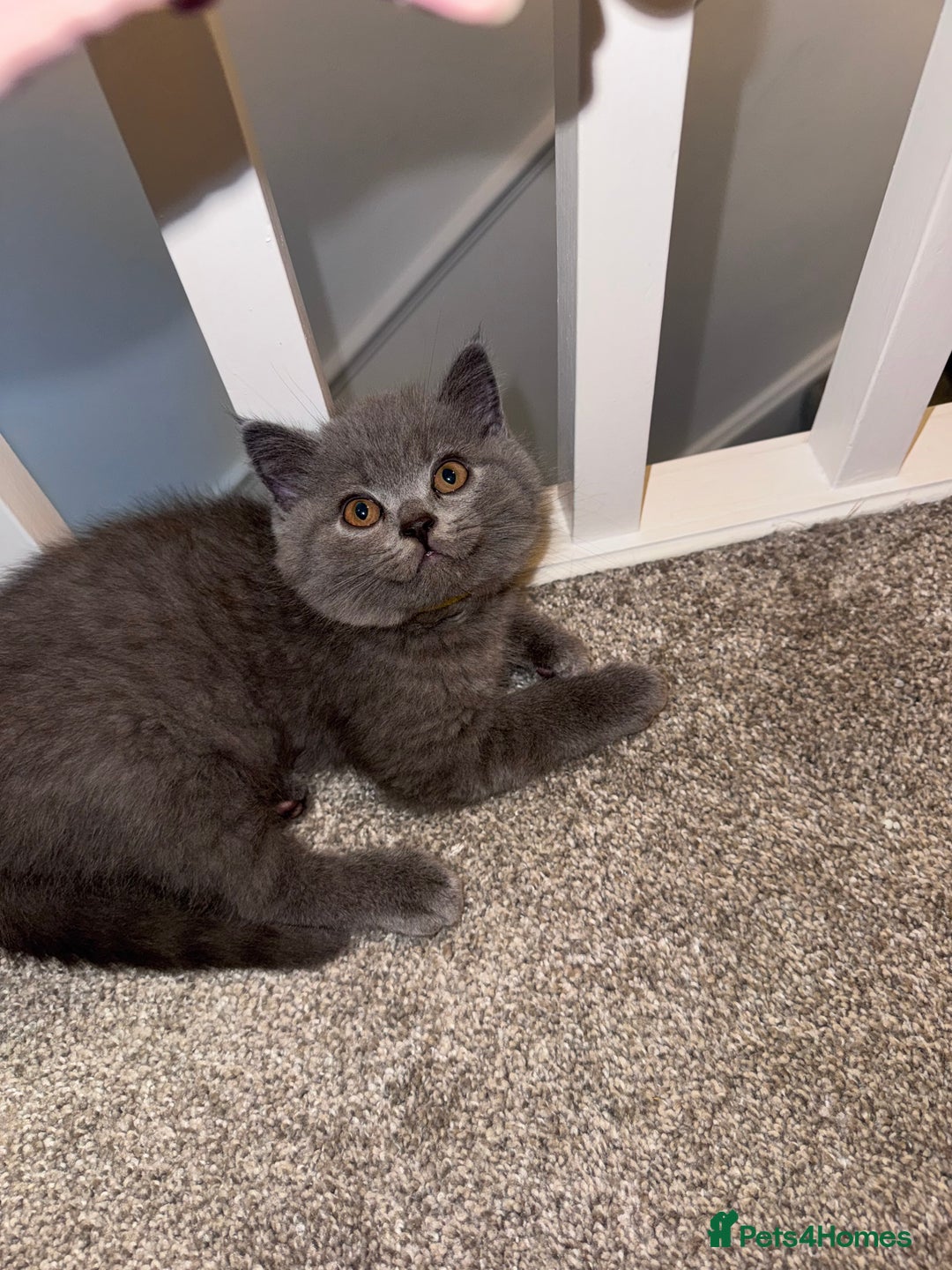 British Shorthair cats for sale: British shorthair kittens 🐈‍⬛ - Advert 37