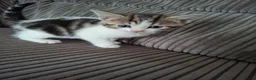 Mixed Breed cats for sale: 5 beautiful kittens  - Advert 10