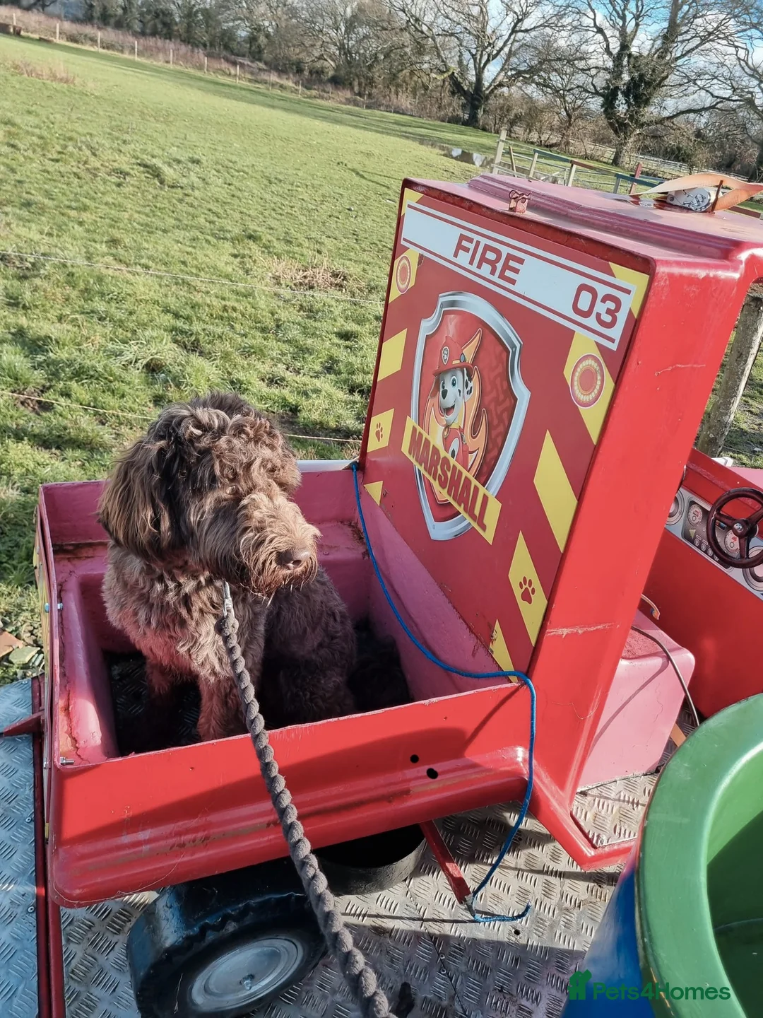 Lagotto Romagnolo dogs for stud: Stud only  - Advert 2