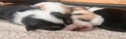 Welsh Corgi Pembroke dogs for sale: KC Registered Welsh Corgi (Pembroke) - Advert 14