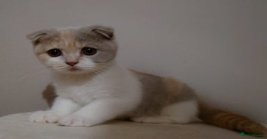 Scottish Fold cats - Advert 12
