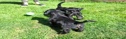 American Cocker Spaniel dogs for sale: American Cocker Spaniel puppies  - Advert 7