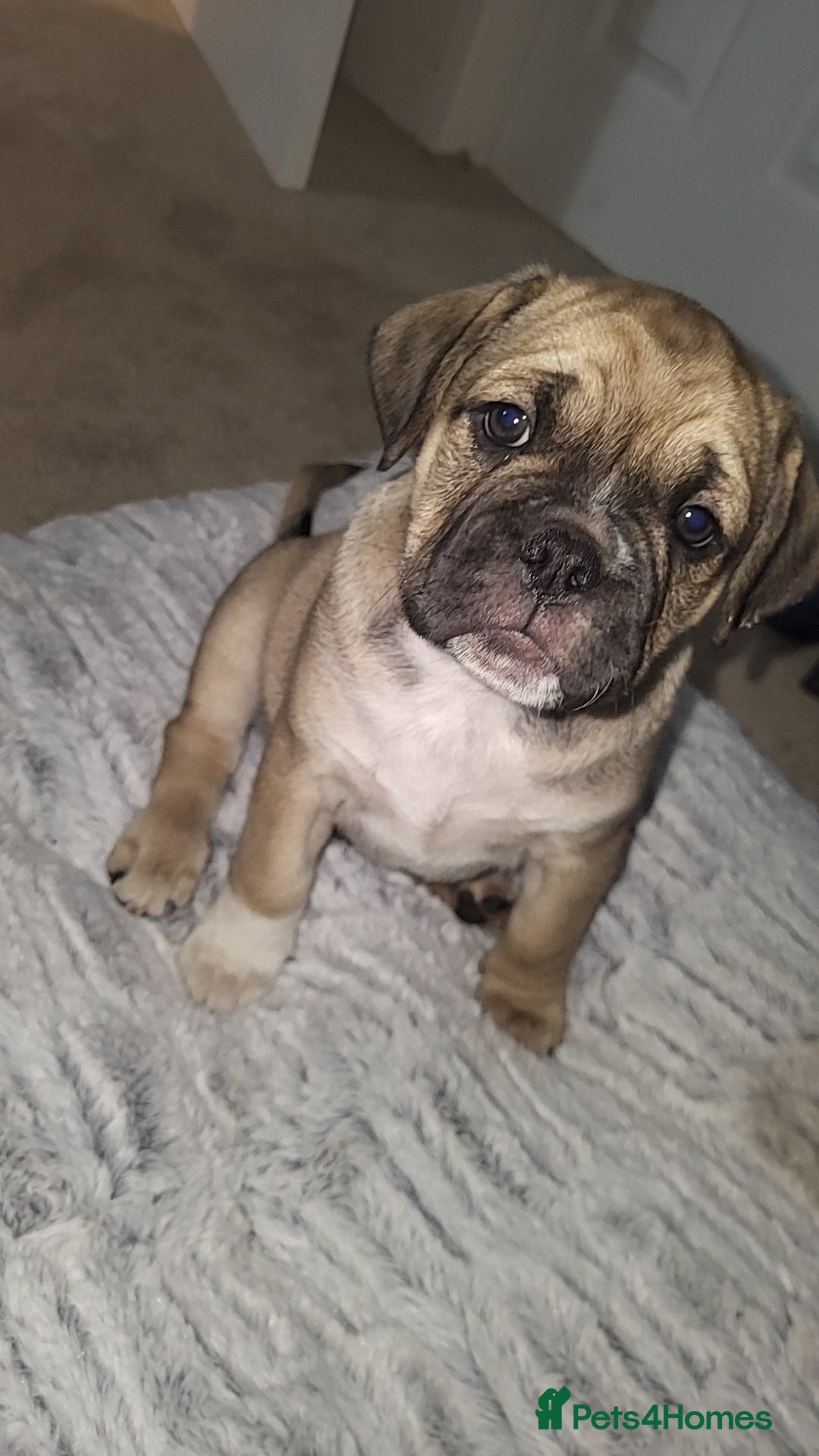 Frug dogs 2 frug puppies  - Advert 5