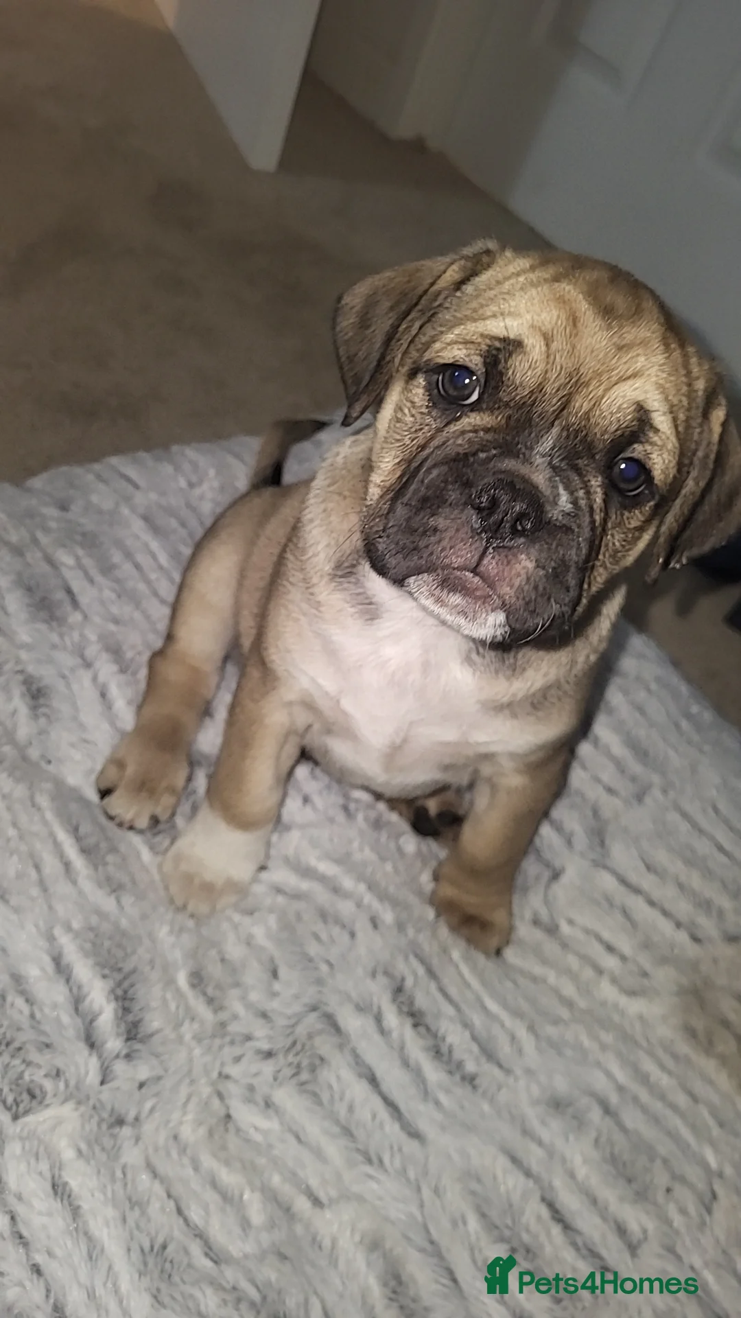 Frug dogs for sale: 2 frug puppies  - Advert 1