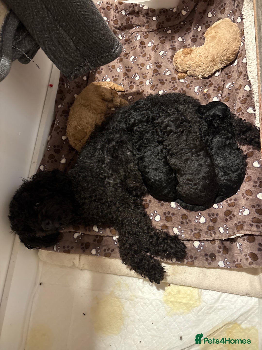 Toy Poodle dogs for sale: Toy poodle - Advert 12