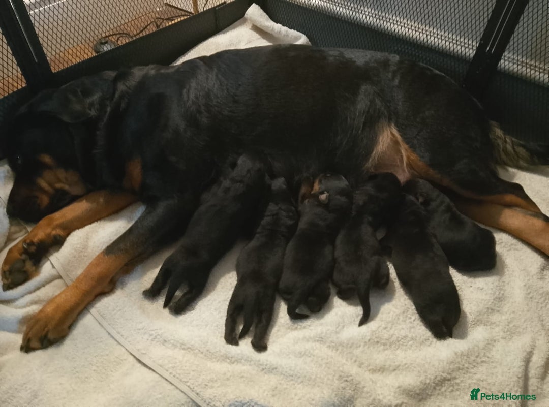 Rottweiler dogs for stud: Proven kc reg Health tested hip and elbow scored in Windsor - Image 25