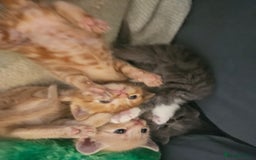 British Shorthair cats for sale: 4 Beutiful kittens  - Image 10