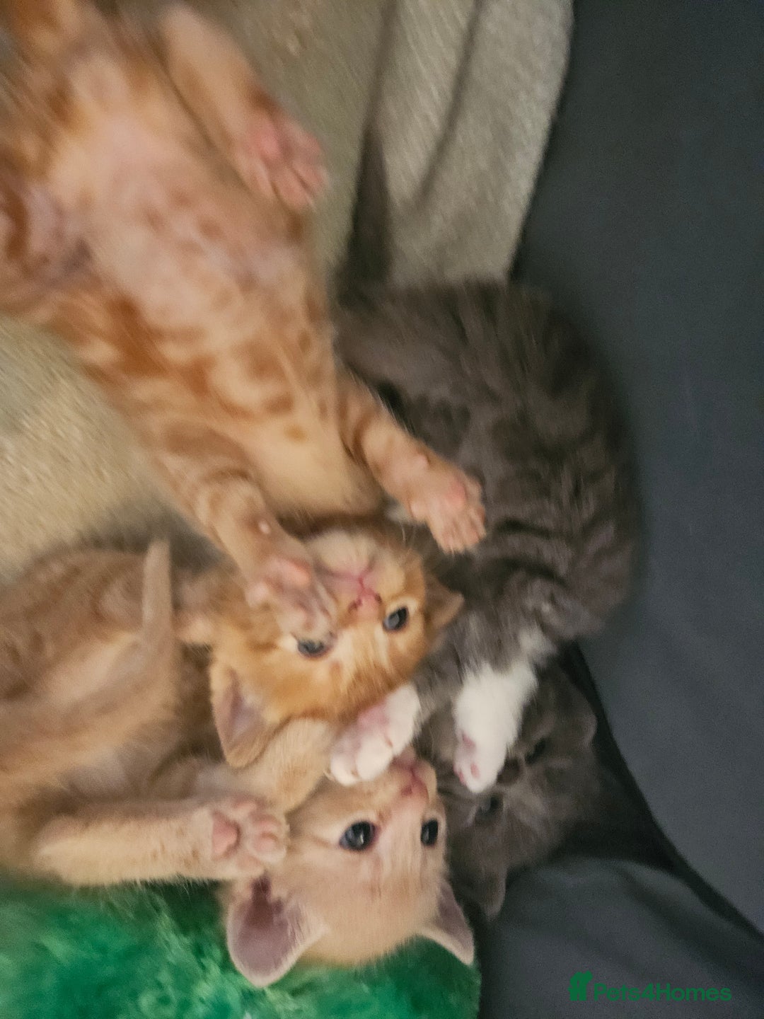 British Shorthair cats for sale: 4 Beutiful kittens  - Image 10