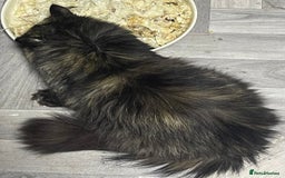 Persian cats for sale: Rare persian adult girl - Image 3