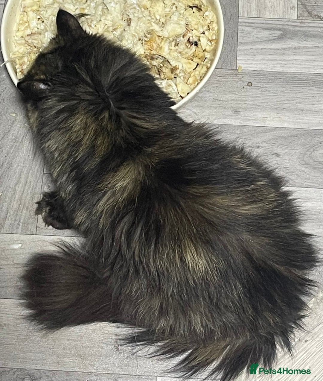 Persian cats for sale: Rare persian adult girl - Image 3