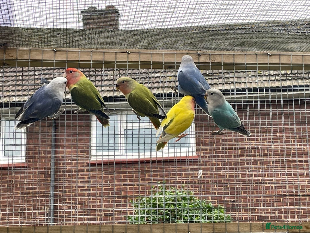 Lovebirds birds for sale: Lovebird babies  - Advert 2