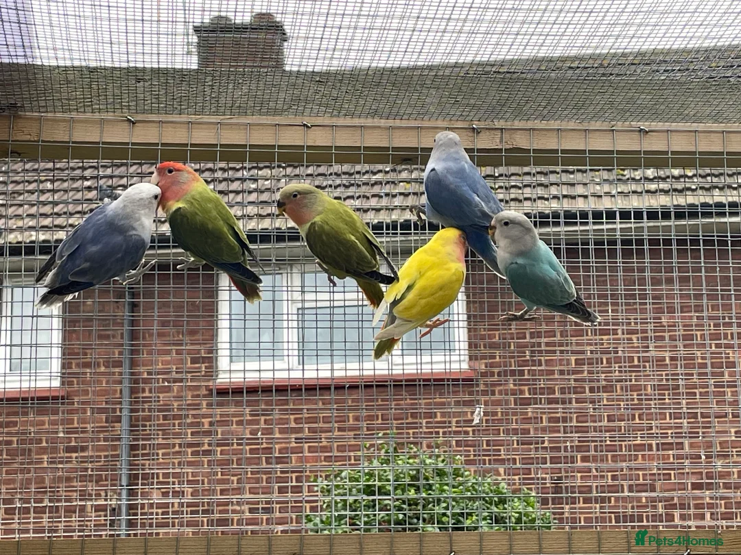 Lovebirds birds for sale: Lovebird babies  - Advert 2