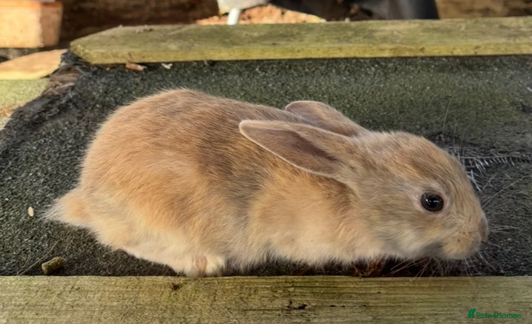 Mixed Breed rabbits for sale: Mini lop cross Rex bunnies ready now  - Advert 5