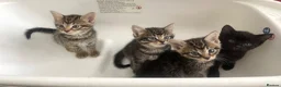 Mixed Breed cats for sale: beautiful kittens ready for their new homes - Advert 3