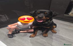 Rottweiler dogs for sale: Rottweiler puppy for sale (8mths) - Image 3