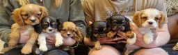Cockalier dogs for sale: Stunning Cockalier Puppies for Sale - Advert 1