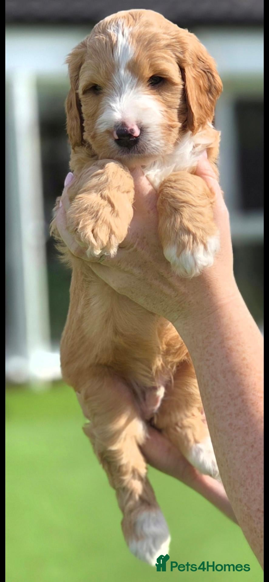 Australian Labradoodle dogs Australian Labradoodle Puppies - Advert 1