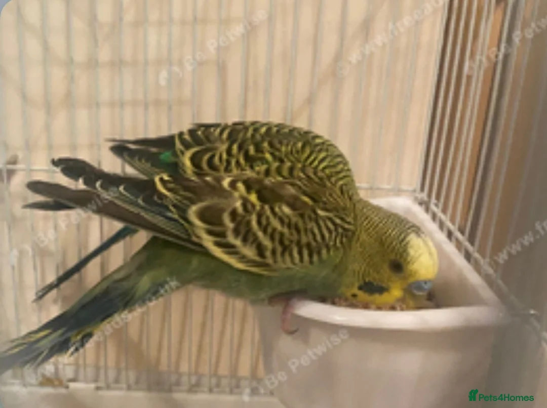 Budgerigars birds for sale: Budgies - Advert 4