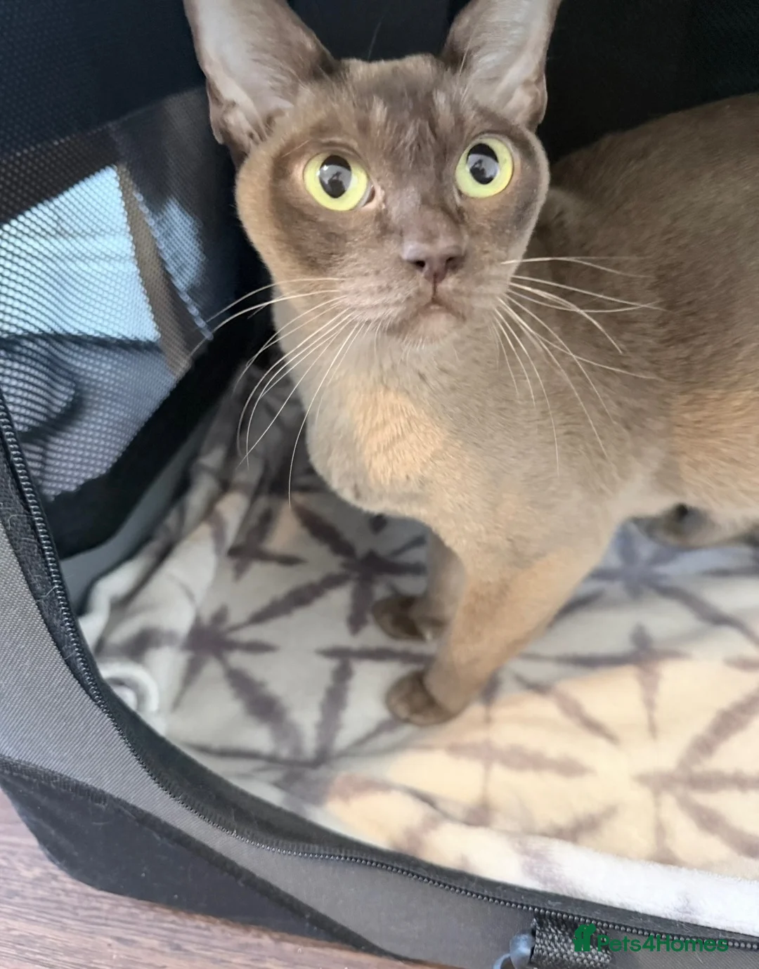 Burmese cats for sale: Home Raised Full Pedigree Burmese Kittens - Advert 2