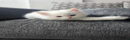 Ragdoll cats for sale: Stunning European bloodline kittens - Advert 5