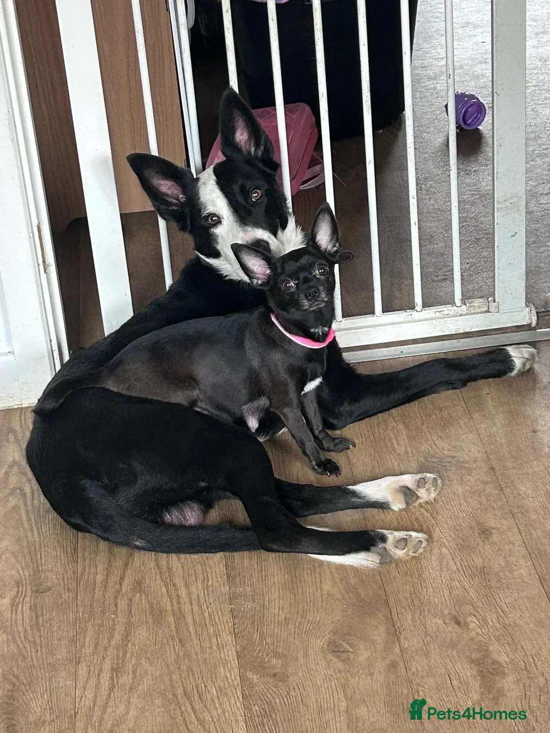 Chihuahua dogs for sale: Female Chihuahua maisy  - Advert 5