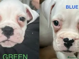 Boxer dogs 2 Adorable BOXER puppies - Advert 4