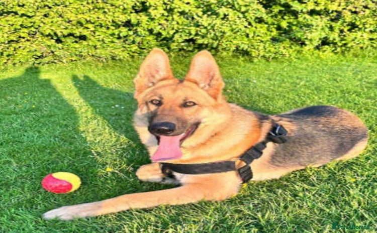 German Shepherd dogs - Advert 1